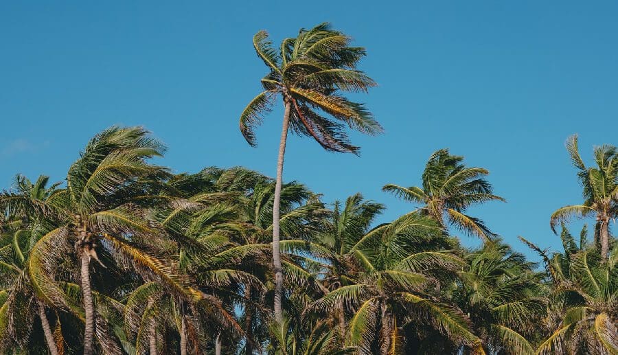 Malaysia takes WTO legal action against EU over palm biofuel curbs