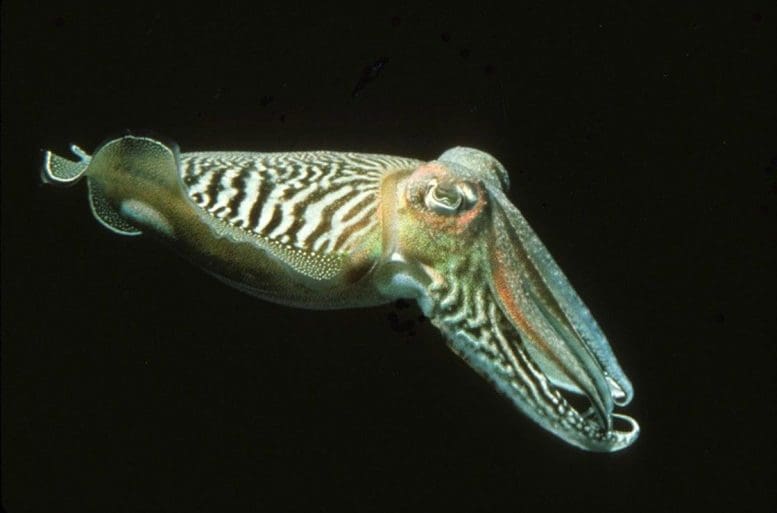 Common Cuttlefish (Sepia officinalis)