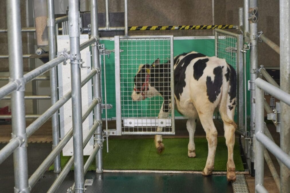 Cows taught to urinate in a potty