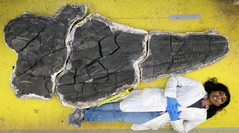 Ichthyosaur Scale