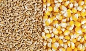 The UN warned: Ukrainian wheat is rotting in warehouses