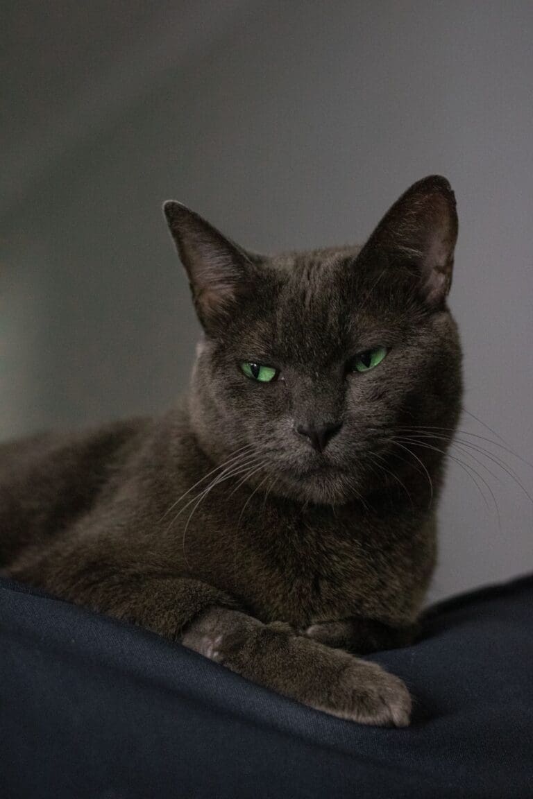 Feline Intuition: Can Cats Tell the Difference Between Good and Bad People?