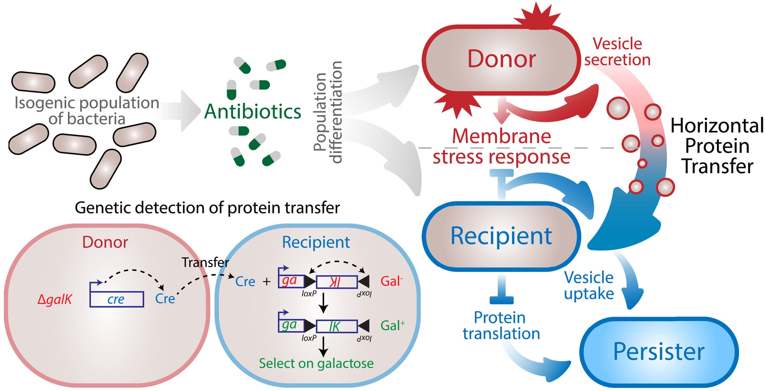 Bacteria band together to survive when antibiotics attack them