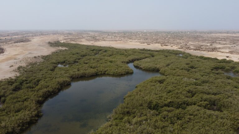Saudi Arabia’s largescale environmental program